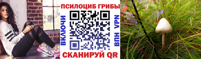 kraken маркетплейс  Болохово  Псилоцибиновые грибы прущие грибы 